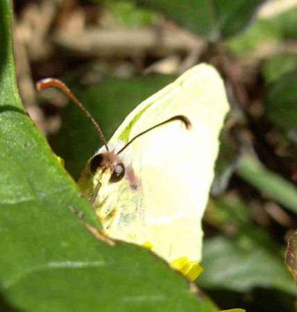 citron : les yeux dans les yeux